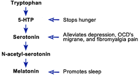 5-htp leading to the production of serotonin and melatonin