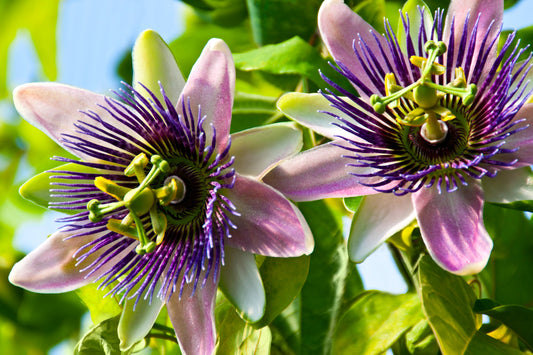 The Many Benefits of Passion Flower