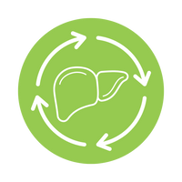 Supports Liver Function